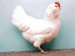 Thüringer Barthühner  